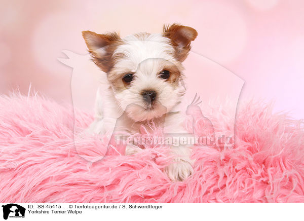Yorkshire Terrier Welpe / Yorkshire Terrier Puppy / SS-45415
