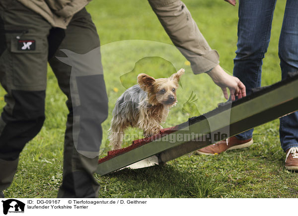 laufender Yorkshire Terrier / walking Yorkshire Terrier / DG-09167