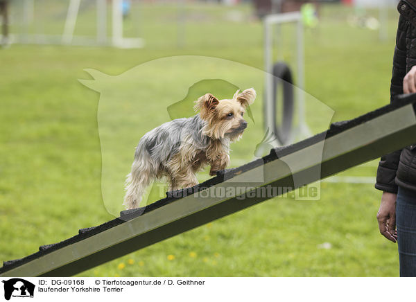 laufender Yorkshire Terrier / walking Yorkshire Terrier / DG-09168