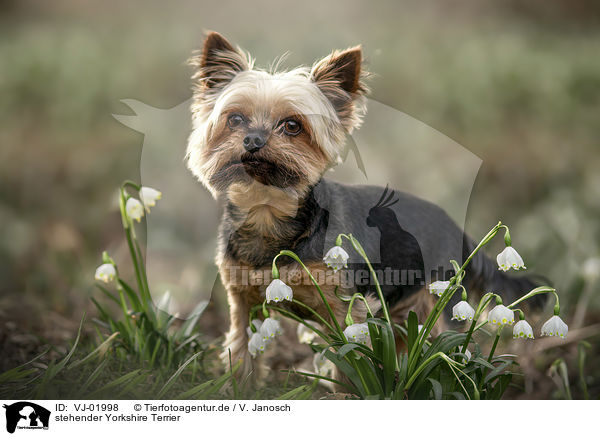 stehender Yorkshire Terrier / VJ-01998