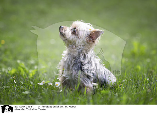 sitzender Yorkshire Terrier / MAH-01931