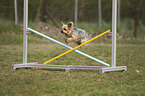 springender Yorkshire Terrier