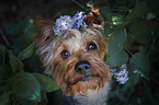 Yorkshire Terrier zwischen Blumen