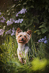 Yorkshire Terrier zwischen Blumen