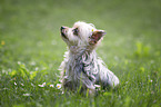 sitzender Yorkshire Terrier