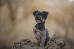 Yorkshire Terrier Rde