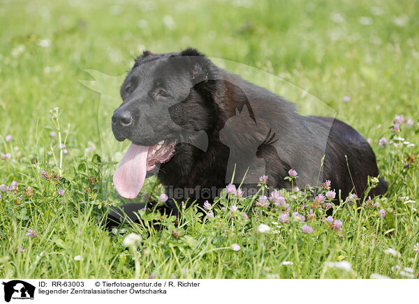 liegender Zentralasiatischer Owtscharka / lying Central Asian Shepherd Dog / RR-63003