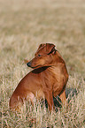 sitzender Zwergpinscher