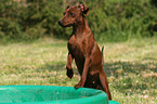 stehender Zwergpinscher