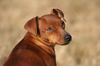 Zwergpinscher Portrait