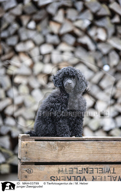 junger Zwergpudel / young Toy Poodle / MAH-03799
