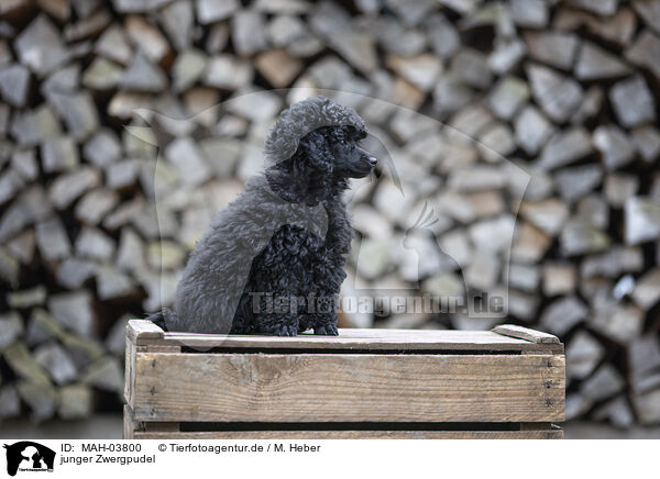 junger Zwergpudel / young Toy Poodle / MAH-03800