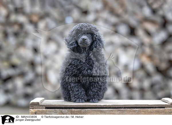 junger Zwergpudel / young Toy Poodle / MAH-03806