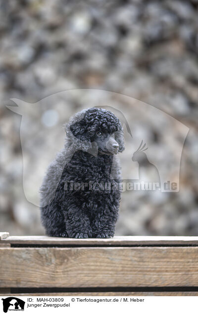 junger Zwergpudel / young Toy Poodle / MAH-03809