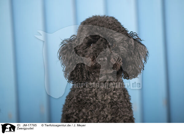 Zwergpudel / Miniature Poodle / JM-17785