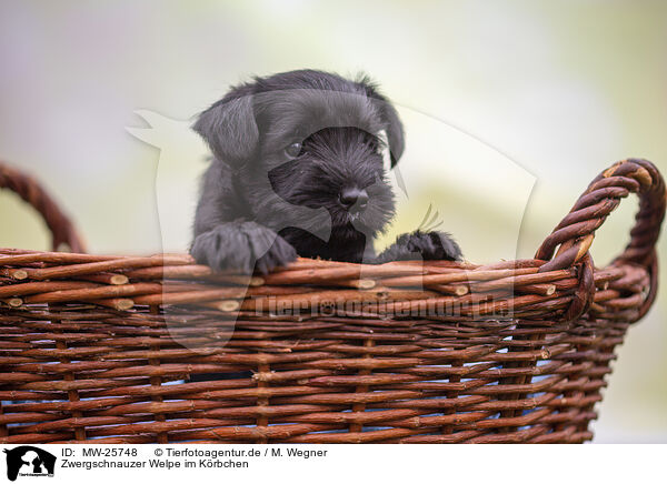 Zwergschnauzer Welpe im Krbchen / Miniature Schnauzer puppy in basket / MW-25748