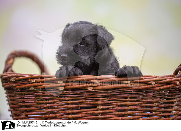 Zwergschnauzer Welpe im Krbchen / Miniature Schnauzer puppy in basket / MW-25749