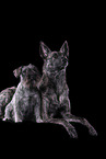 Zwergschnauzer und Hollndischer Schferhund