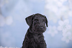 Zwergschnauzer Portrait