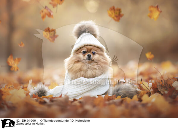 Zwergspitz im Herbst / Pomeranian in autumn / DH-01906