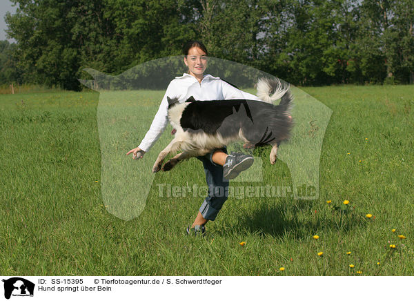 Hund springt ber Bein / SS-15395