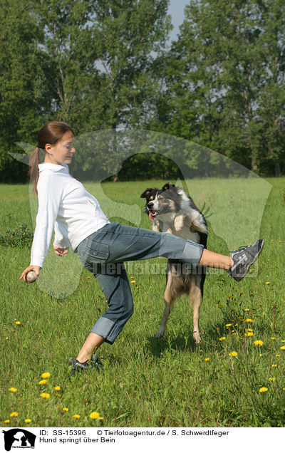 Hund springt ber Bein / SS-15396