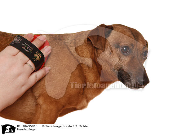Hundepflege / dogs care / RR-35016