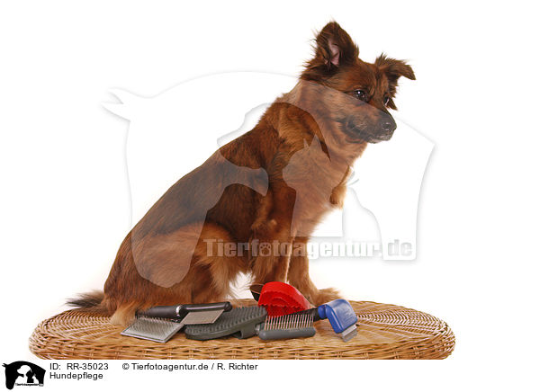 Hundepflege / dogs care / RR-35023