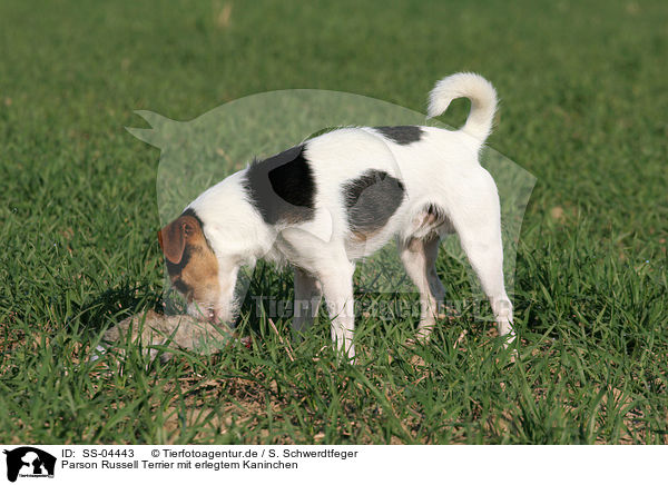 Parson Russell Terrier mit erlegtem Kaninchen / SS-04443