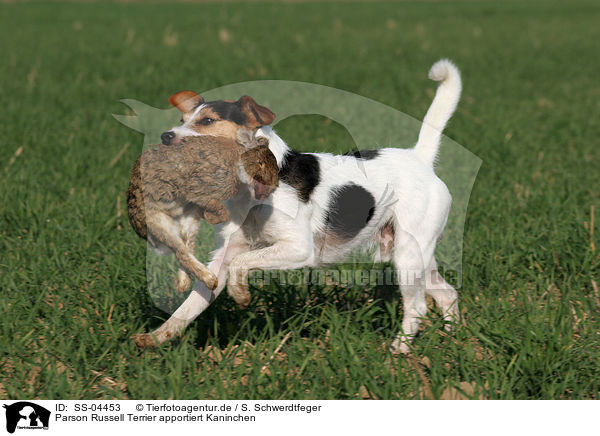 Parson Russell Terrier apportiert Kaninchen / Parson Russell Terrier retrieves rabbit / SS-04453