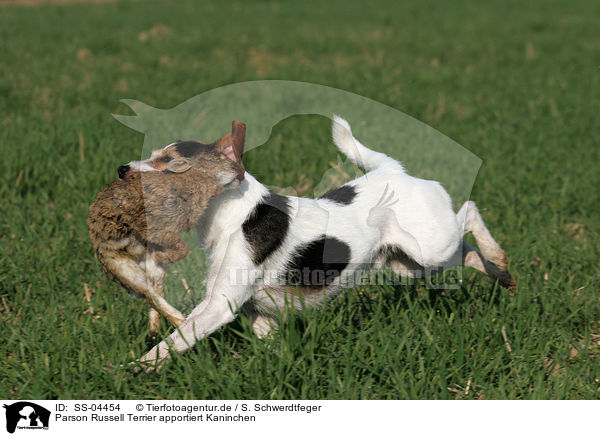 Parson Russell Terrier apportiert Kaninchen / Parson Russell Terrier retrieves rabbit / SS-04454