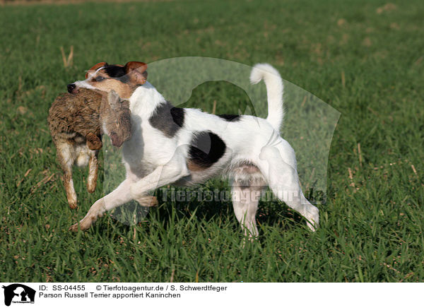 Parson Russell Terrier apportiert Kaninchen / Parson Russell Terrier retrieves rabbit / SS-04455