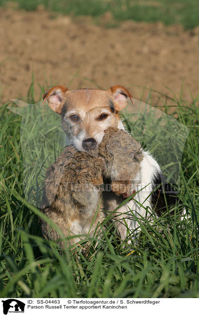Parson Russell Terrier apportiert Kaninchen / Parson Russell Terrier retrieves rabbit / SS-04463