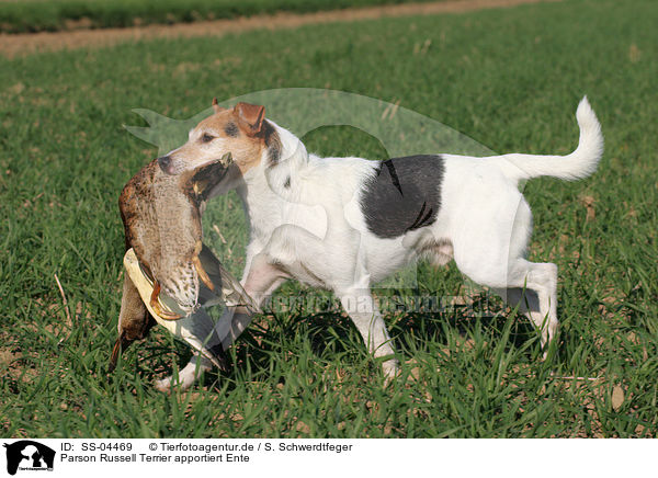 Parson Russell Terrier apportiert Ente / Parson Russell Terrier retrieves duck / SS-04469