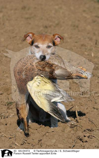 Parson Russell Terrier apportiert Ente / Parson Russell Terrier retrieves duck / SS-04472