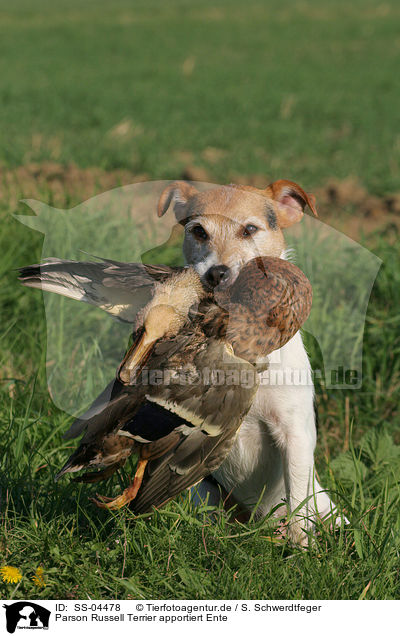 Parson Russell Terrier apportiert Ente / Parson Russell Terrier retrieves duck / SS-04478