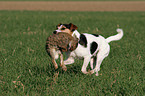 Parson Russell Terrier apportiert Kaninchen