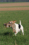 Parson Russell Terrier apportiert Kaninchen