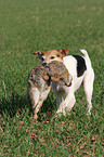 Parson Russell Terrier apportiert Kaninchen