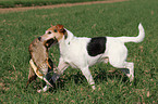 Parson Russell Terrier apportiert Ente