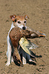 Parson Russell Terrier apportiert Ente