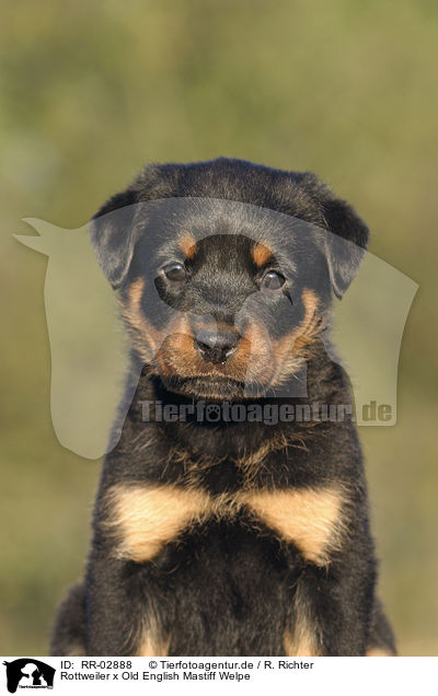 Rottweiler x Old English Mastiff Welpe / RR-02888
