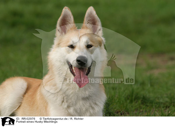 Portrait eines Husky Mischlings / Mongrel Portrait / RR-02976