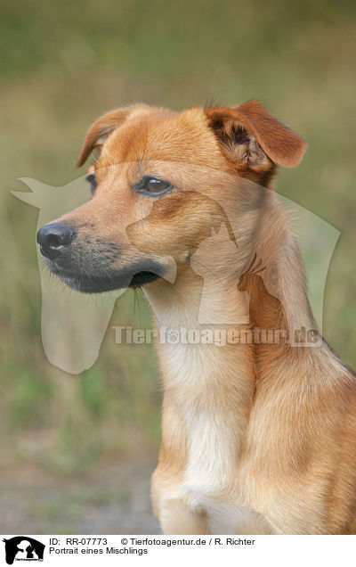 Portrait eines Mischlings / dog head / RR-07773