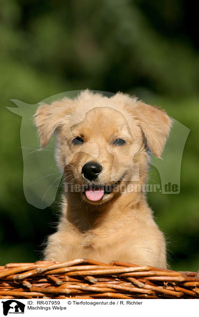 Mischlings Welpe / dog puppy / RR-07959