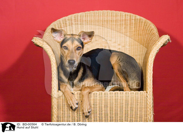 Hund auf Stuhl / dog on chair / BD-00564