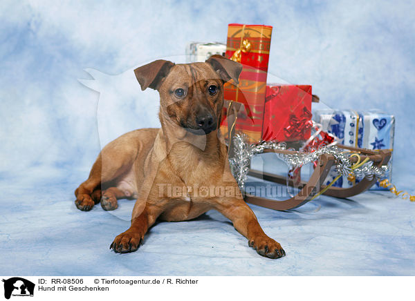 Hund mit Geschenken / dog with gifts / RR-08506