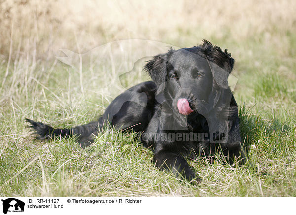schwarzer Hund / black dog / RR-11127