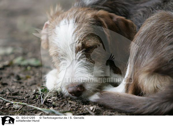 schlafender Hund / SG-01295