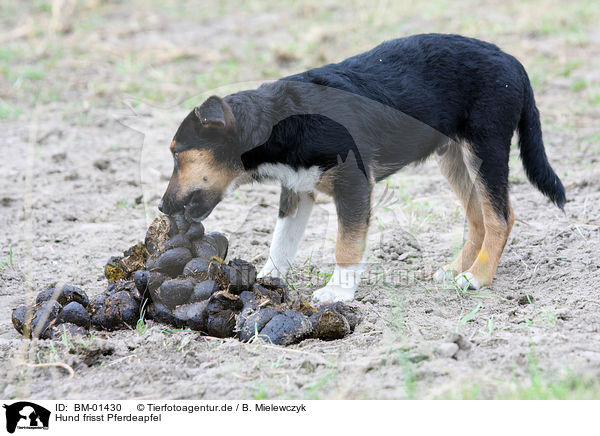 Hund frisst Pferdeapfel / dog eating piece of horse dung / BM-01430